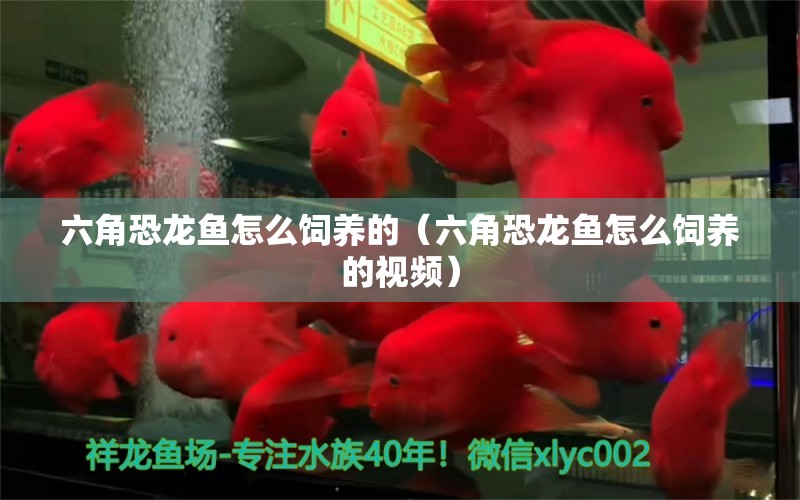 六角恐龍魚怎么飼養(yǎng)的（六角恐龍魚怎么飼養(yǎng)的視頻） 祥龍水族醫(yī)院