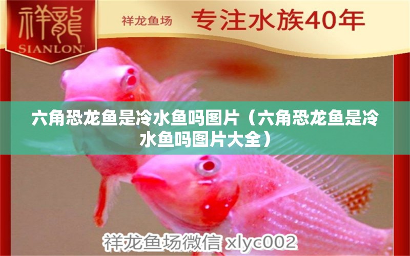 六角恐龍魚(yú)是冷水魚(yú)嗎圖片（六角恐龍魚(yú)是冷水魚(yú)嗎圖片大全） 祥龍水族醫(yī)院