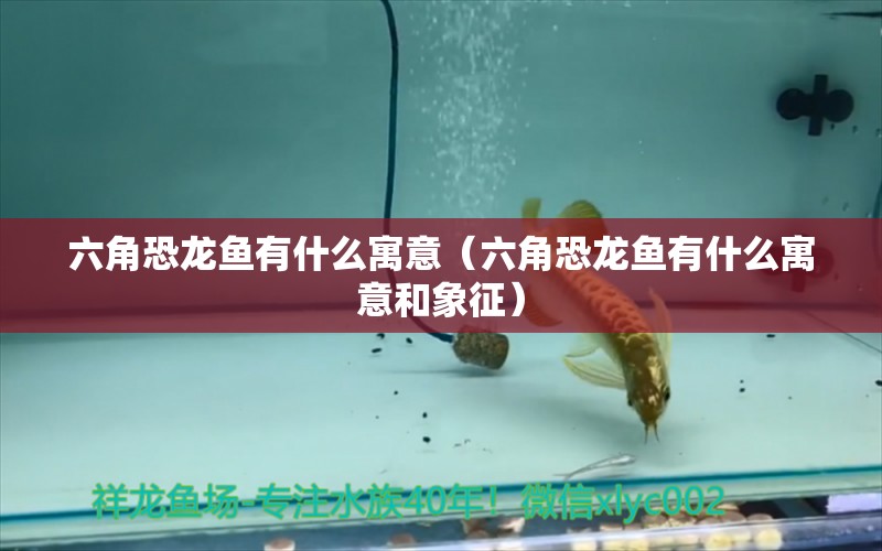 六角恐龍魚有什么寓意（六角恐龍魚有什么寓意和象征）