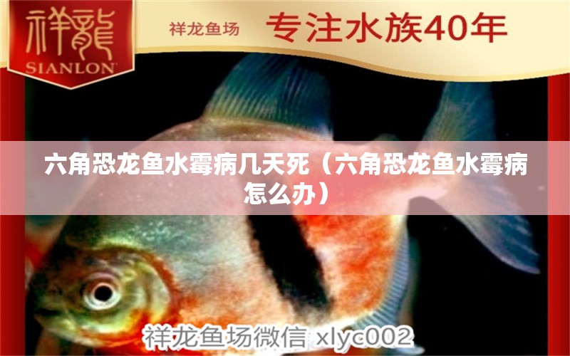 六角恐龍魚水霉病幾天死（六角恐龍魚水霉病怎么辦） 龍魚疾病與治療