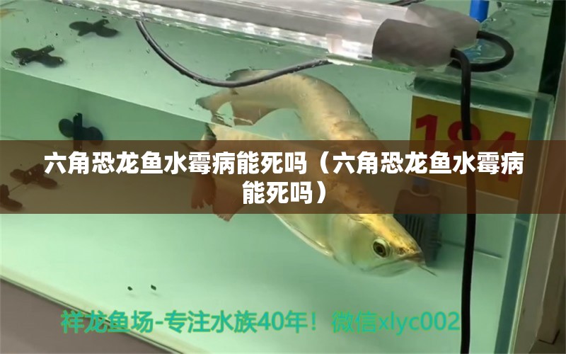 六角恐龍魚水霉病能死嗎（六角恐龍魚水霉病能死嗎） 龍魚疾病與治療