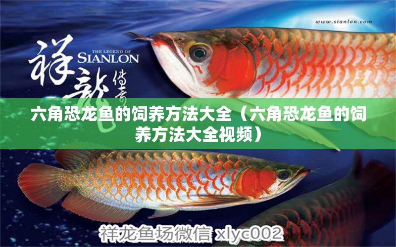 六角恐龍魚的飼養(yǎng)方法大全（六角恐龍魚的飼養(yǎng)方法大全視頻） 南美異形觀賞魚