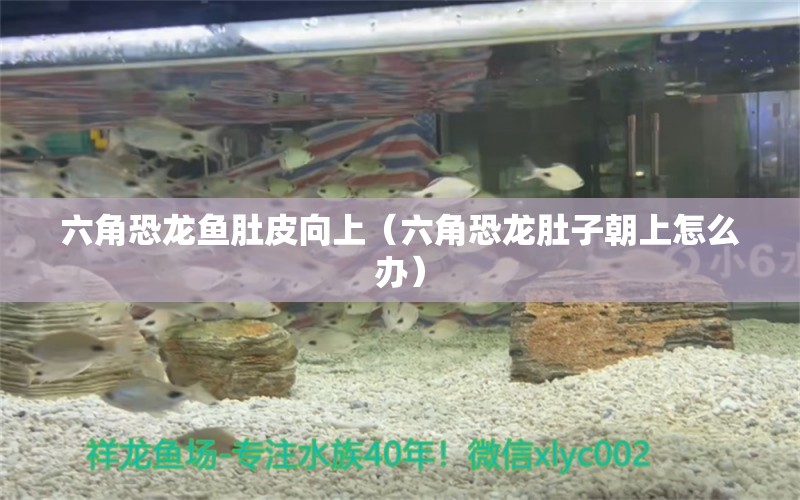 六角恐龍魚肚皮向上（六角恐龍肚子朝上怎么辦） 魚缸水泵