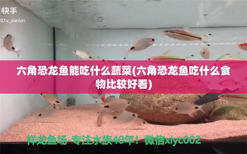 六角恐龍魚能吃什么蔬菜(六角恐龍魚吃什么食物比較好看) 祥禾Super Red紅龍魚