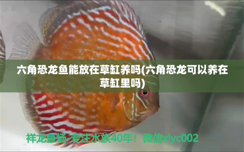 六角恐龍魚能放在草缸養(yǎng)嗎(六角恐龍可以養(yǎng)在草缸里嗎) 暹羅巨鯉