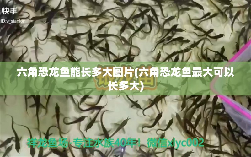 六角恐龍魚能長多大圖片(六角恐龍魚最大可以長多大) 紅魔王銀版魚