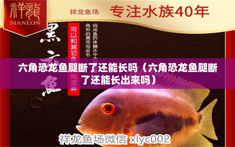 六角恐龍魚腿斷了還能長嗎（六角恐龍魚腿斷了還能長出來嗎）