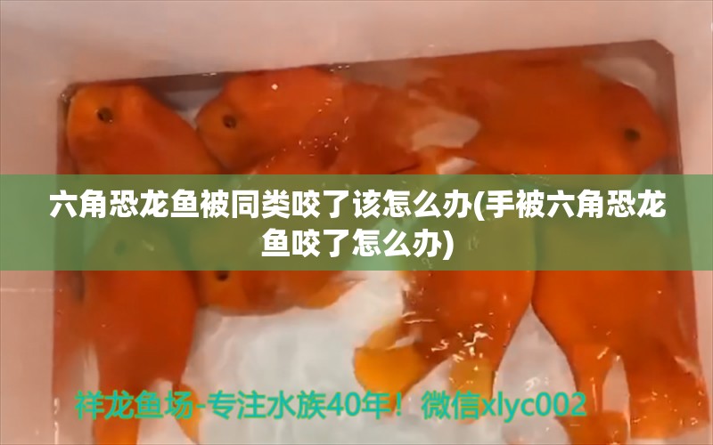 六角恐龍魚被同類咬了該怎么辦(手被六角恐龍魚咬了怎么辦) 黃金貓魚