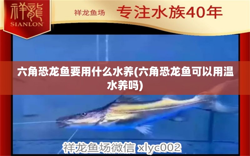 六角恐龍魚要用什么水養(yǎng)(六角恐龍魚可以用溫水養(yǎng)嗎) 三間鼠魚苗 第1張