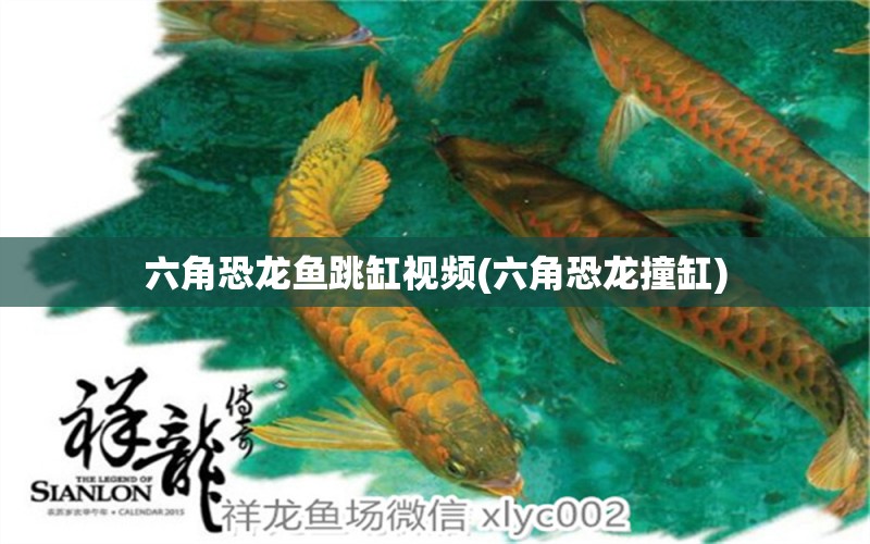 六角恐龍魚跳缸視頻(六角恐龍撞缸) 廣州龍魚批發(fā)市場