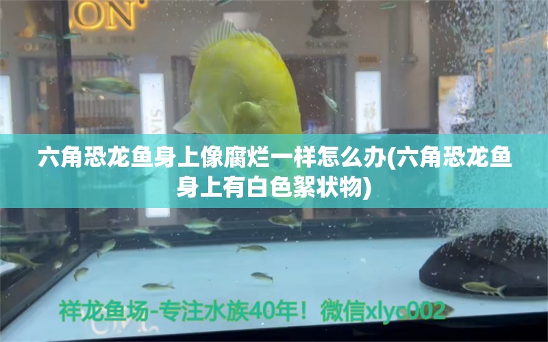 六角恐龍魚身上像腐爛一樣怎么辦(六角恐龍魚身上有白色絮狀物) 黃金招財貓魚