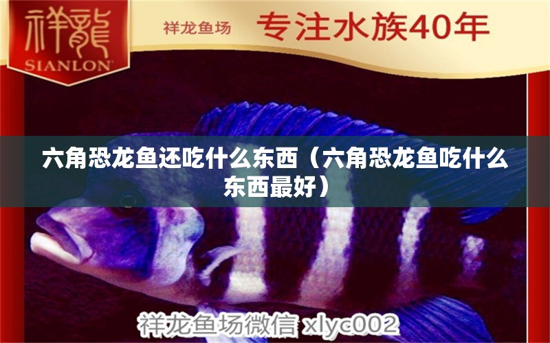 六角恐龍魚還吃什么東西（六角恐龍魚吃什么東西最好）