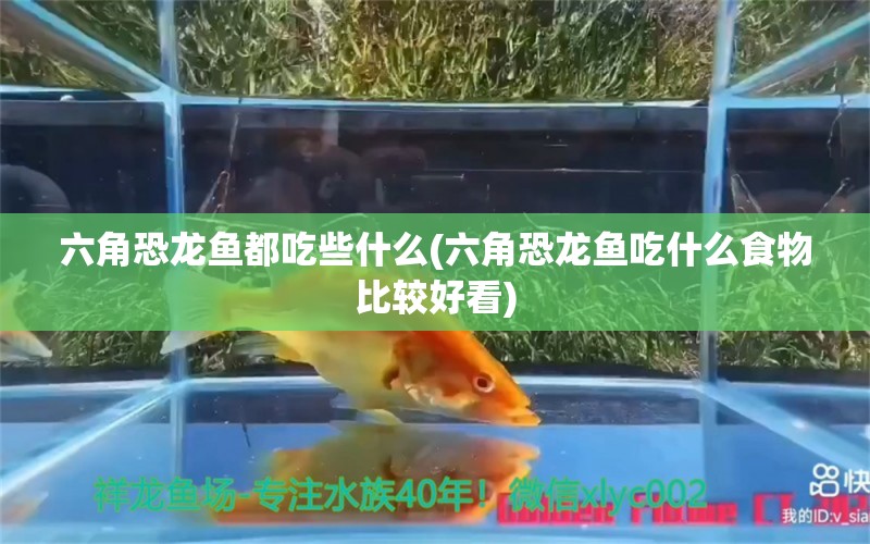 六角恐龍魚都吃些什么(六角恐龍魚吃什么食物比較好看)