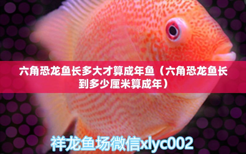 六角恐龍魚長多大才算成年魚（六角恐龍魚長到多少厘米算成年）