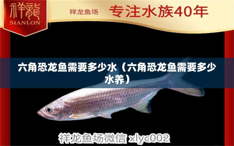 六角恐龍魚需要多少水（六角恐龍魚需要多少水養(yǎng)） 祥龍水族醫(yī)院