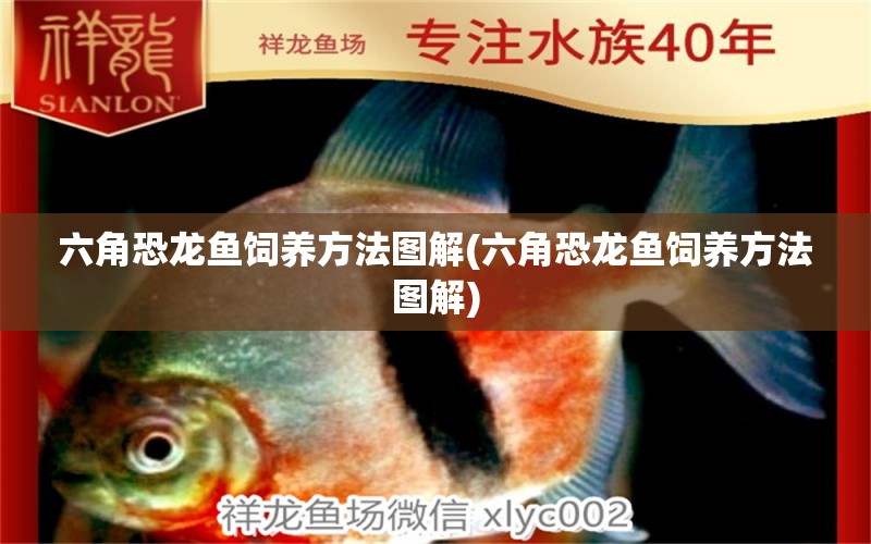 六角恐龍魚(yú)飼養(yǎng)方法圖解(六角恐龍魚(yú)飼養(yǎng)方法圖解)