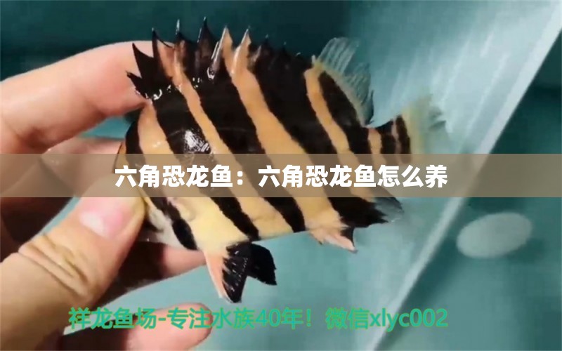 六角恐龍魚：六角恐龍魚怎么養(yǎng) 水族燈（魚缸燈）