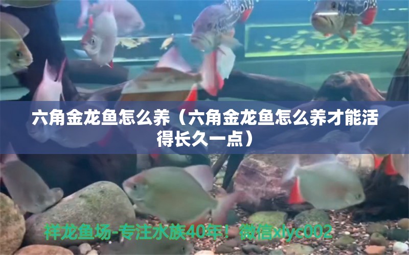 六角金龍魚(yú)怎么養(yǎng)（六角金龍魚(yú)怎么養(yǎng)才能活得長(zhǎng)久一點(diǎn)） 其他品牌魚(yú)缸