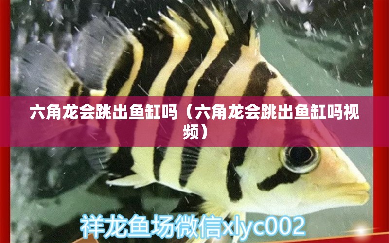 六角龍會跳出魚缸嗎（六角龍會跳出魚缸嗎視頻）