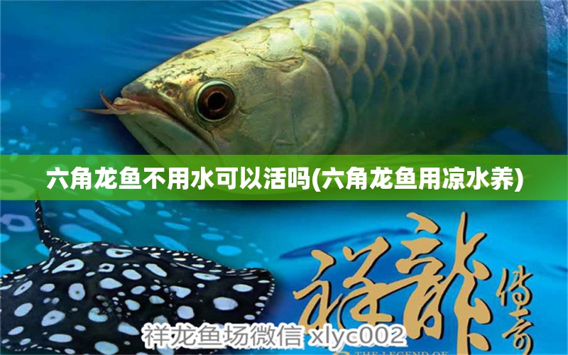 六角龍魚不用水可以活嗎(六角龍魚用涼水養(yǎng))