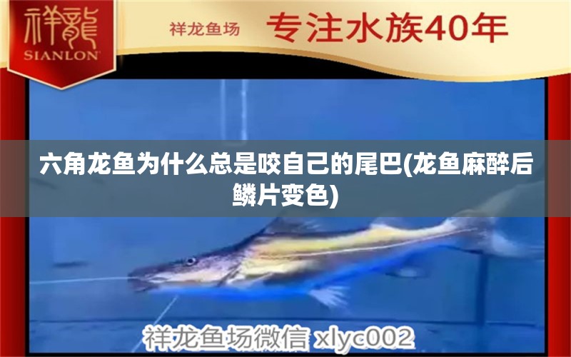 六角龍魚(yú)為什么總是咬自己的尾巴(龍魚(yú)麻醉后鱗片變色)