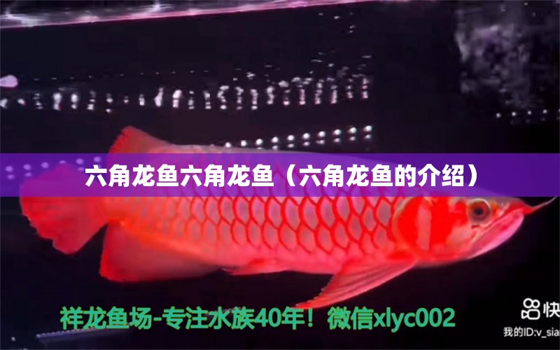 六角龍魚六角龍魚（六角龍魚的介紹） 廣州觀賞魚魚苗批發(fā)市場