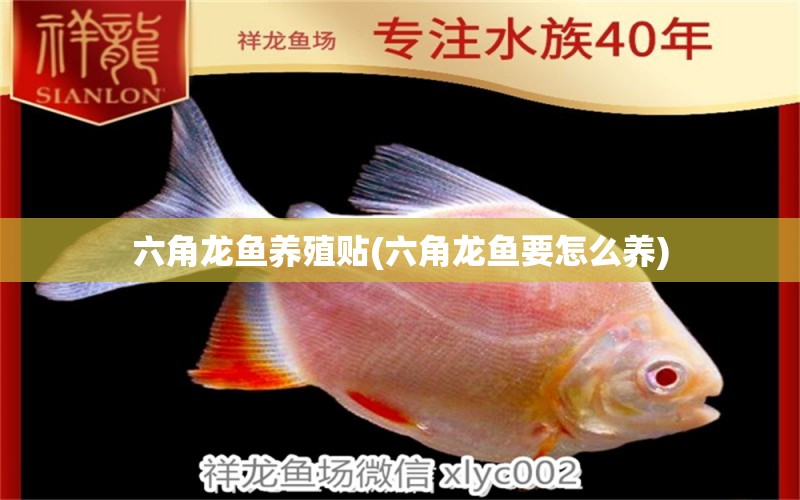 六角龍魚養(yǎng)殖貼(六角龍魚要怎么養(yǎng)) 龍魚芯片掃碼器