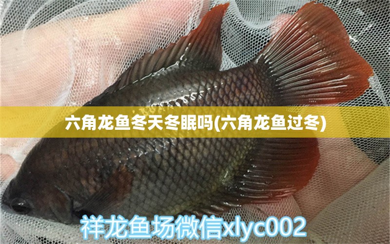 六角龍魚冬天冬眠嗎(六角龍魚過冬) 非洲象鼻魚