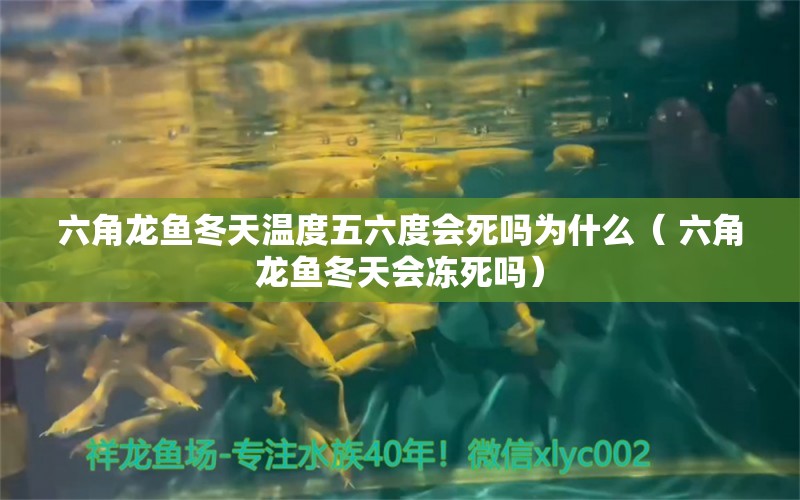 六角龍魚冬天溫度五六度會(huì)死嗎為什么（ 六角龍魚冬天會(huì)凍死嗎） 申古三間魚