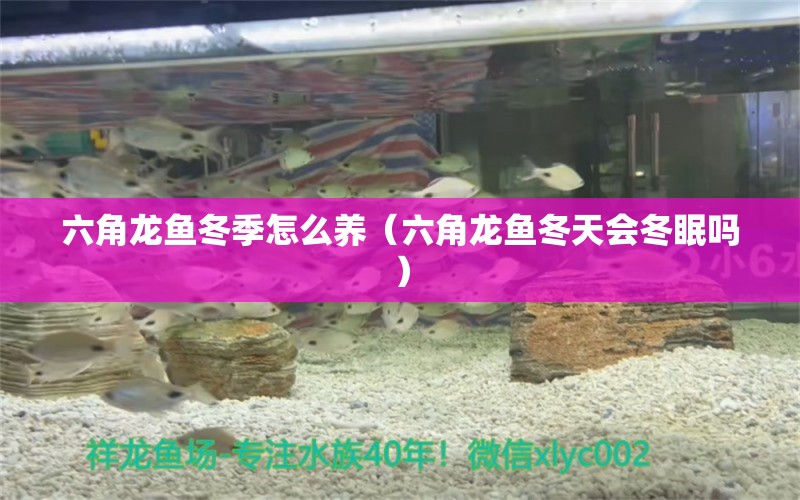 六角龍魚冬季怎么養(yǎng)（六角龍魚冬天會(huì)冬眠嗎） 廣州觀賞魚批發(fā)市場(chǎng)