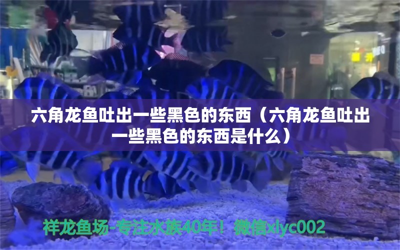 六角龍魚吐出一些黑色的東西（六角龍魚吐出一些黑色的東西是什么） 魟魚百科