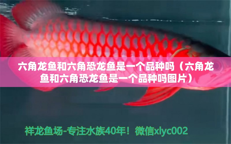 六角龍魚和六角恐龍魚是一個(gè)品種嗎（六角龍魚和六角恐龍魚是一個(gè)品種嗎圖片）