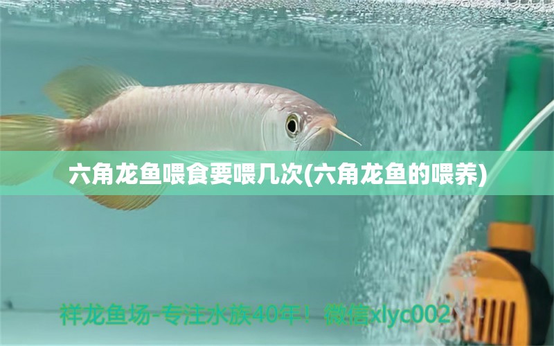 六角龍魚喂食要喂幾次(六角龍魚的喂養(yǎng))