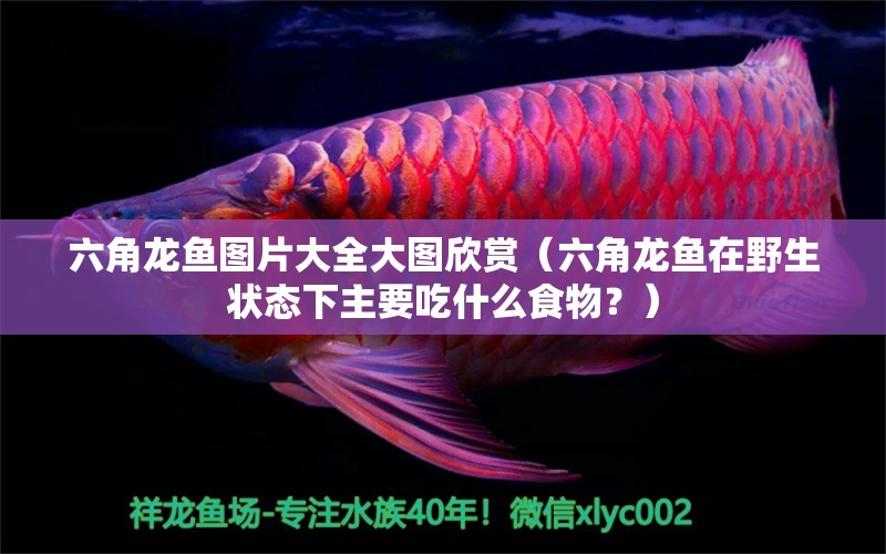 六角龍魚(yú)圖片大全大圖欣賞（六角龍魚(yú)在野生狀態(tài)下主要吃什么食物？）