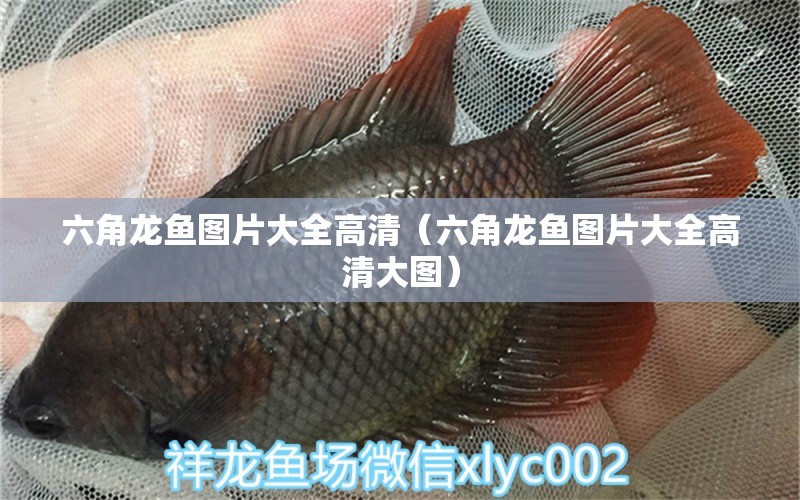 六角龍魚(yú)圖片大全高清（六角龍魚(yú)圖片大全高清大圖）