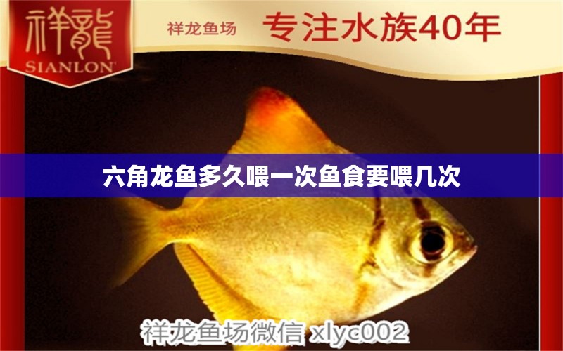 六角龍魚多久喂一次魚食要喂幾次 女王大帆魚