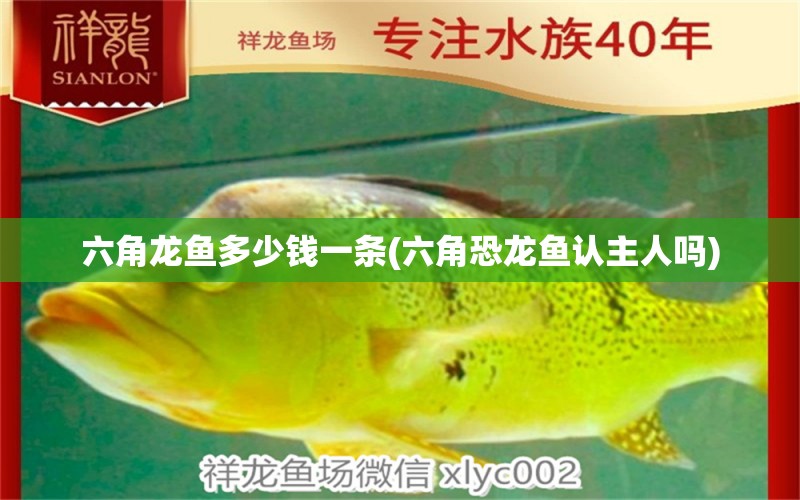 六角龍魚多少錢一條(六角恐龍魚認(rèn)主人嗎)