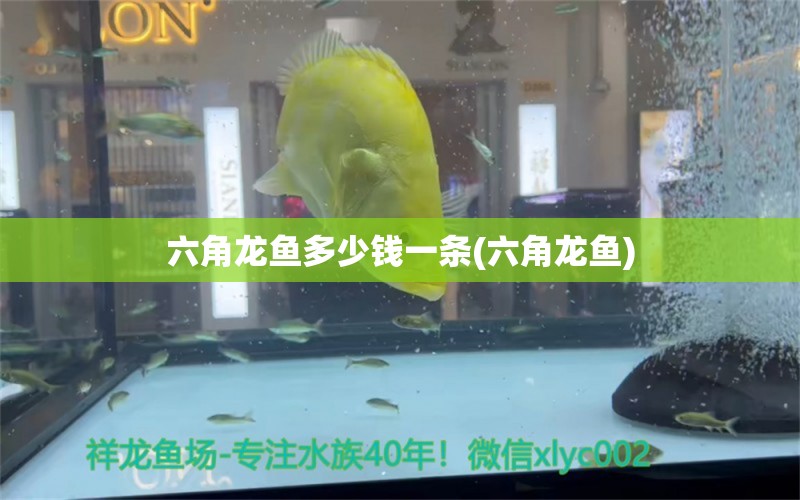 六角龍魚多少錢一條(六角龍魚)