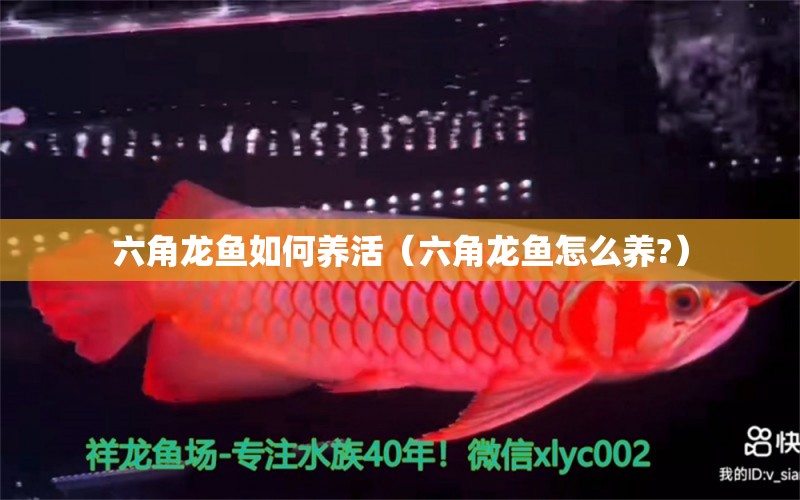 六角龍魚如何養(yǎng)活（六角龍魚怎么養(yǎng)?）