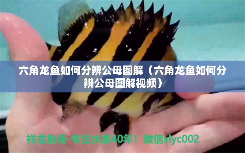 六角龍魚如何分辨公母圖解（六角龍魚如何分辨公母圖解視頻） 泰國(guó)雪鯽魚