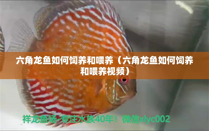 六角龍魚如何飼養(yǎng)和喂養(yǎng)（六角龍魚如何飼養(yǎng)和喂養(yǎng)視頻） 祥龍水族醫(yī)院