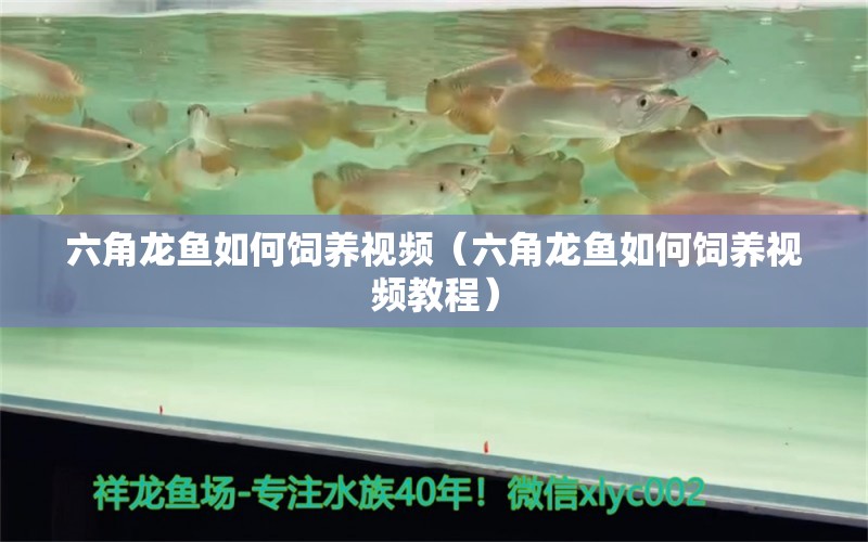 六角龍魚如何飼養(yǎng)視頻（六角龍魚如何飼養(yǎng)視頻教程）