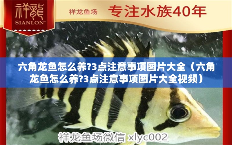 六角龍魚怎么養(yǎng)?3點注意事項圖片大全（六角龍魚怎么養(yǎng)?3點注意事項圖片大全視頻）