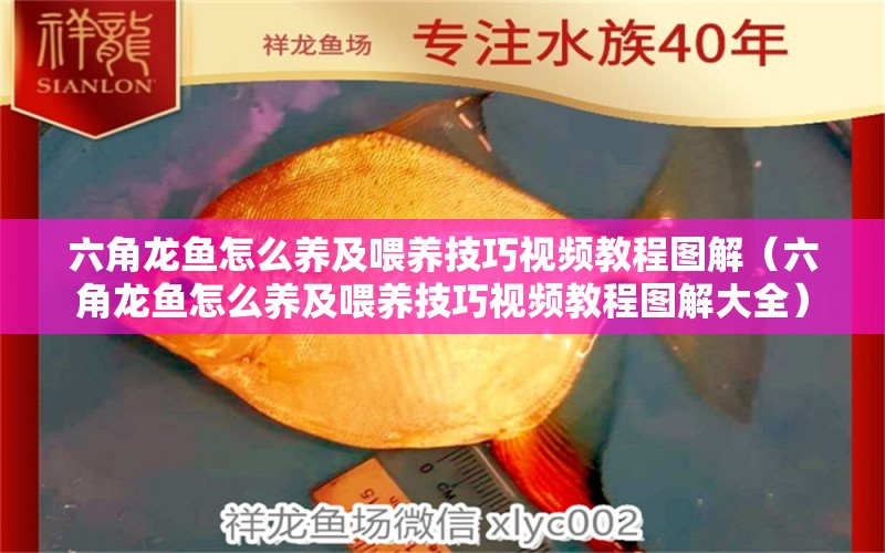 六角龍魚怎么養(yǎng)及喂養(yǎng)技巧視頻教程圖解（六角龍魚怎么養(yǎng)及喂養(yǎng)技巧視頻教程圖解大全） 祥龍水族醫(yī)院