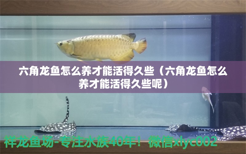 六角龍魚怎么養(yǎng)才能活得久些（六角龍魚怎么養(yǎng)才能活得久些呢）