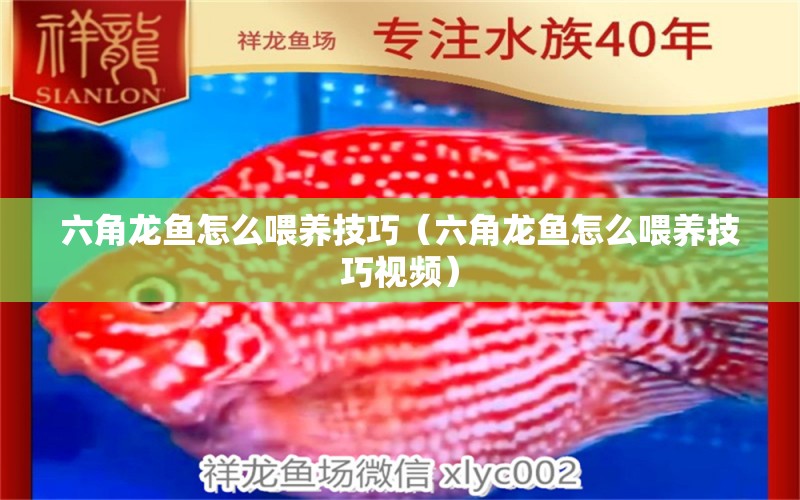 六角龍魚怎么喂養(yǎng)技巧（六角龍魚怎么喂養(yǎng)技巧視頻） 祥龍水族醫(yī)院