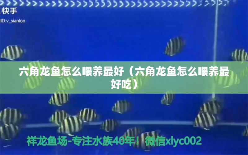 六角龍魚怎么喂養(yǎng)最好（六角龍魚怎么喂養(yǎng)最好吃） 過濾設備