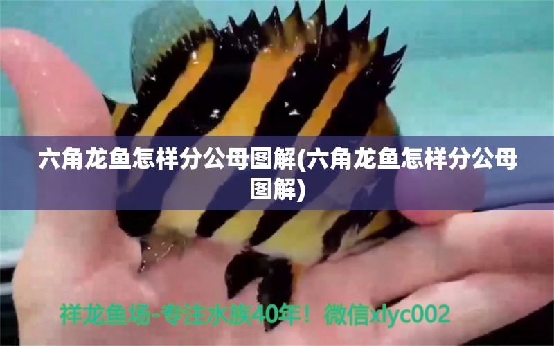 六角龍魚怎樣分公母圖解(六角龍魚怎樣分公母圖解)