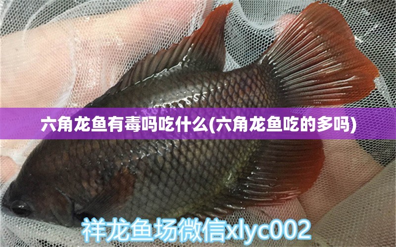 六角龍魚有毒嗎吃什么(六角龍魚吃的多嗎) 水族世界 第1張