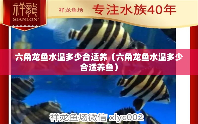 六角龍魚水溫多少合適養(yǎng)（六角龍魚水溫多少合適養(yǎng)魚） 祥龍魚場